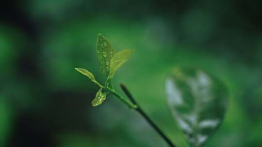 植物抽芽发芽花春雷春雨春天绿2556视频素材模板下载