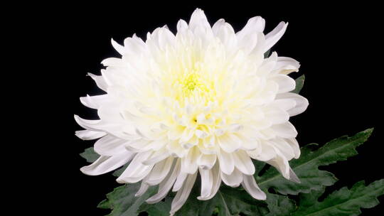 白色的菊花开花过程