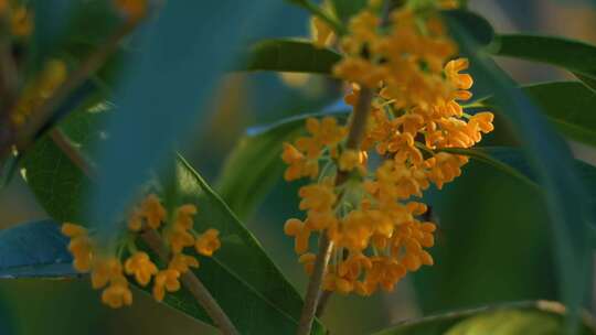 桂花 金桂花  合集素材