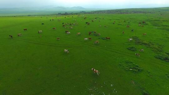 内蒙古草原牛群航拍