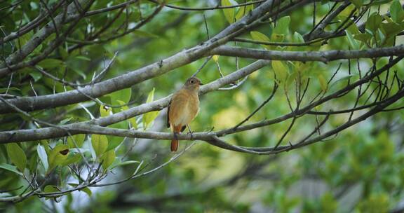 4k鸟类枝头上的鸟飞翔鸟群自然生态环境鸟