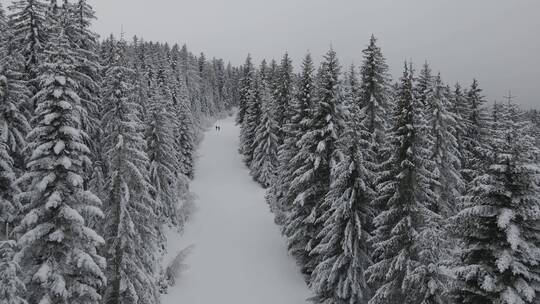 大雪松树林铺满积雪的道路上行走的人 情侣