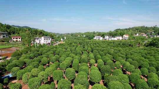 桂花种植基地、桂花园