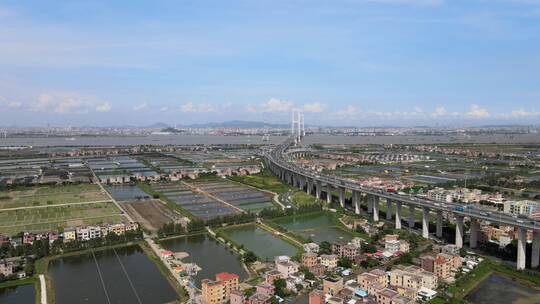 南沙大桥 广州 珠三角 桥梁 交通