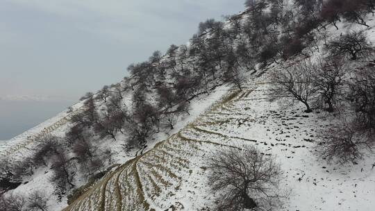 吐尔根杏花沟雪景DJI_0392