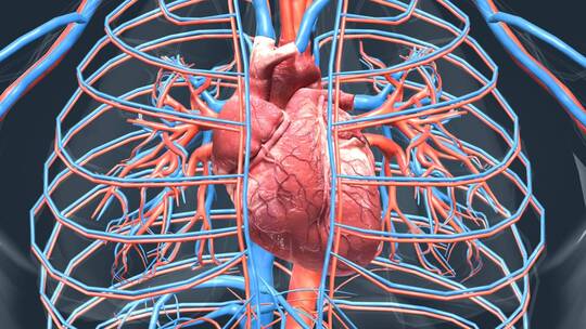 医学人体器官心脏三维动画视频素材模板下载
