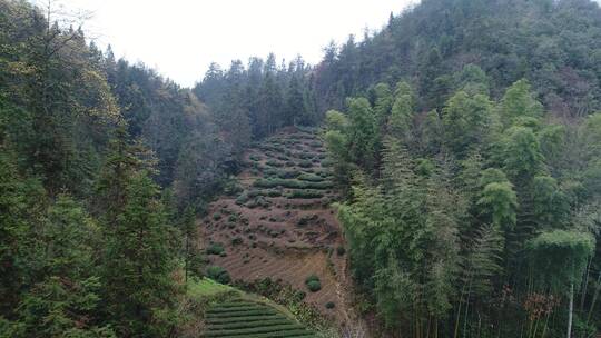 山坳茶田茶树种茶恩施