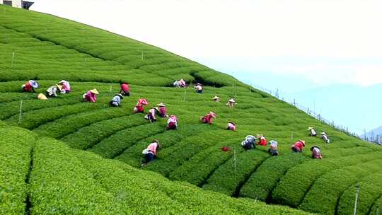 茶园梯田 茶农采茶