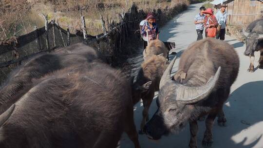 云南旅游风光滇西盈江傣族牧牛牧民