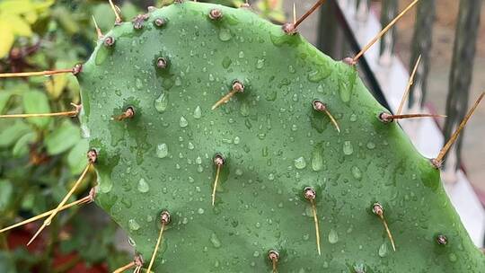 绿色仙人掌植物