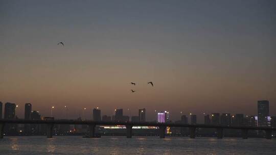 武汉：沙湖大桥夕阳下飞鸟群
