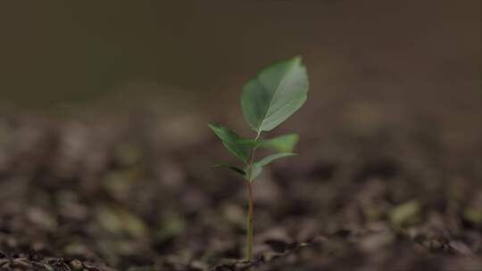 植物、生长、树木、Cgi