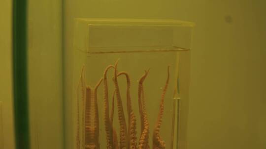 乌贼章鱼八爪鱼标本海洋水产视频素材模板下载