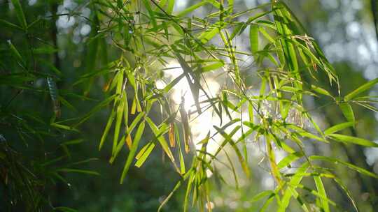 唯美阳光透过竹林竹叶阳光晴天夏至