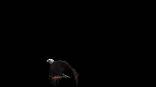 3D Eagle Animation 4