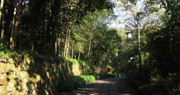 杭州西湖景区森林 林间小路 幽静唯美