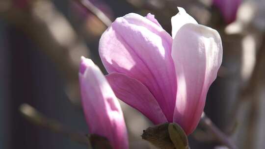 风吹动春天里的粉色玉兰花