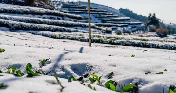 南方雪景白雪消融