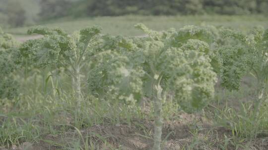 绿色羽衣甘蓝种植LOG视频素材模板下载