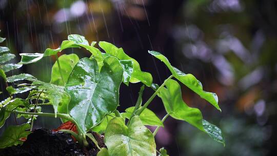 原始森林树叶草植物下雨水滴