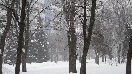 城市公园里的大雪