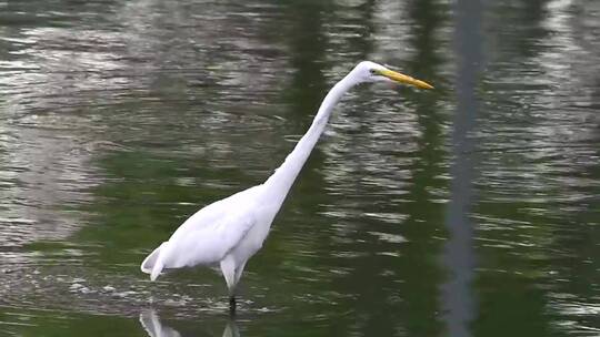 一只白色的小鸟在湖中漫步