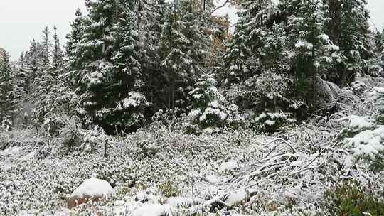 特写落满积雪的树枝雪花特写雾凇