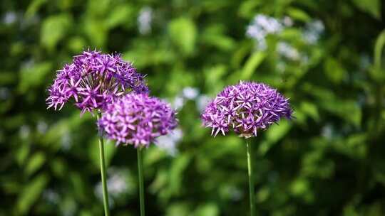 花园里的花花