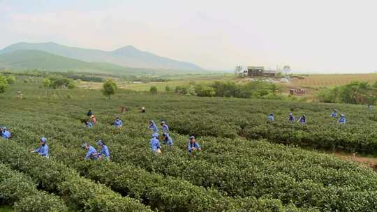 茶园采茶实拍高清视频