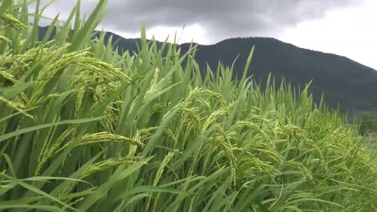 水稻种植视频素材模板下载