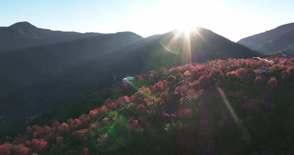 冬日大理无量山樱花谷日落茶园