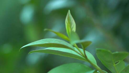 植物 树叶 自然 生态 大自然