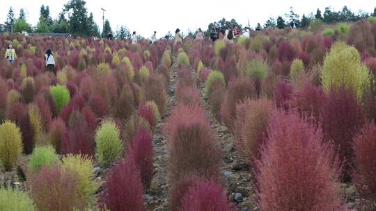 浪漫的乡村振兴植物植被地肤草