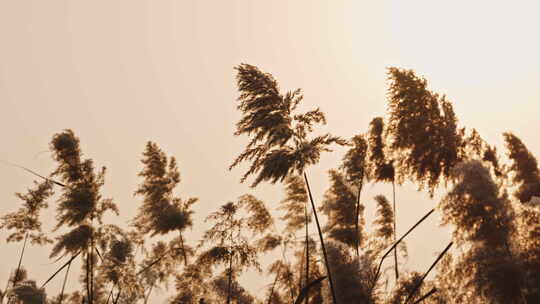 夕阳下秋天金黄的芦苇随风摇曳慢镜头逆光