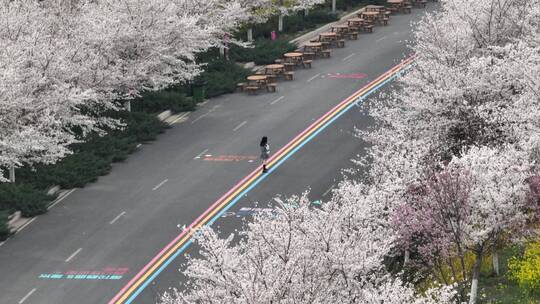 孤柏渡飞黄旅游区樱花园鲜花盛开