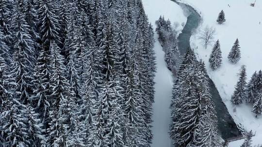 森林雪景白色覆盖