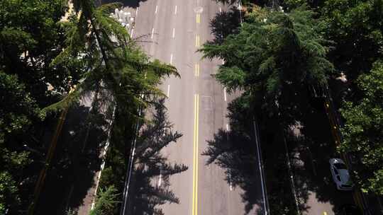 俯瞰树林中间的道路