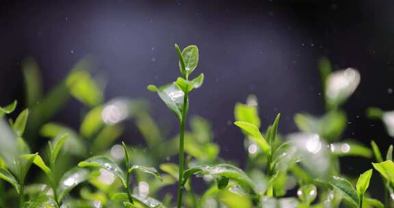 茶园茶叶 阳光雨露 4k升格慢镜