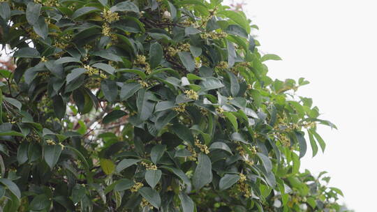 桂花 植物 户外