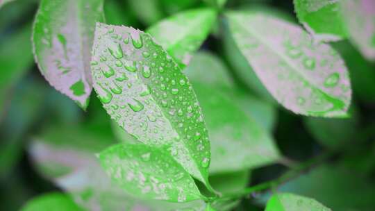 夏日雨季露珠实拍