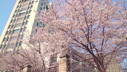 春天满树的粉色樱花盛开