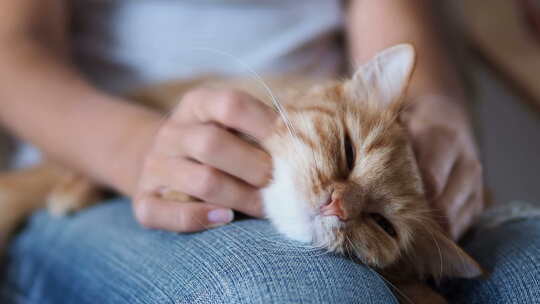 可爱的姜黄猫跪着睡觉。毛茸茸的宠物打瞌睡