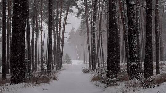大自然冬天下雪 冰雪覆盖的森林雪景特写视频素材模板下载