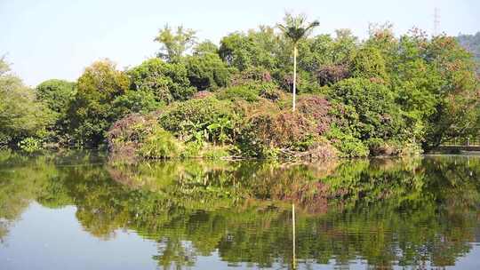 深圳东湖公园水倒影植物视频素材模板下载