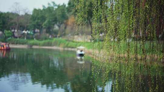 公园湖泊杨柳风景