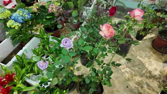 室内盆栽绿植花卉
