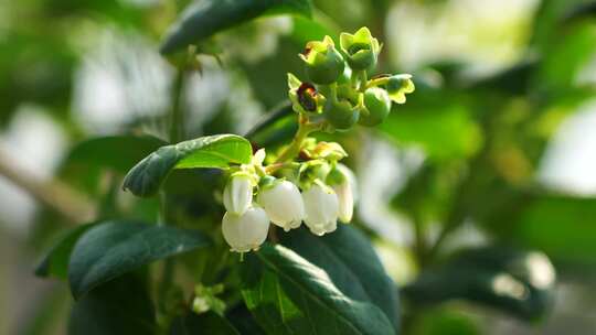 春天生长开放的白色蓝莓花