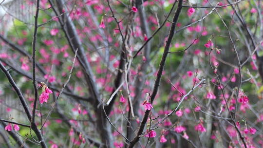 庭前一树开放的樱花