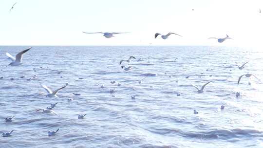 海面上海鸥飞翔的壮观景象