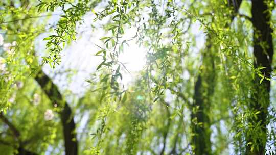 春天垂柳柳树生长绿色发芽仰视阳光逆光特写